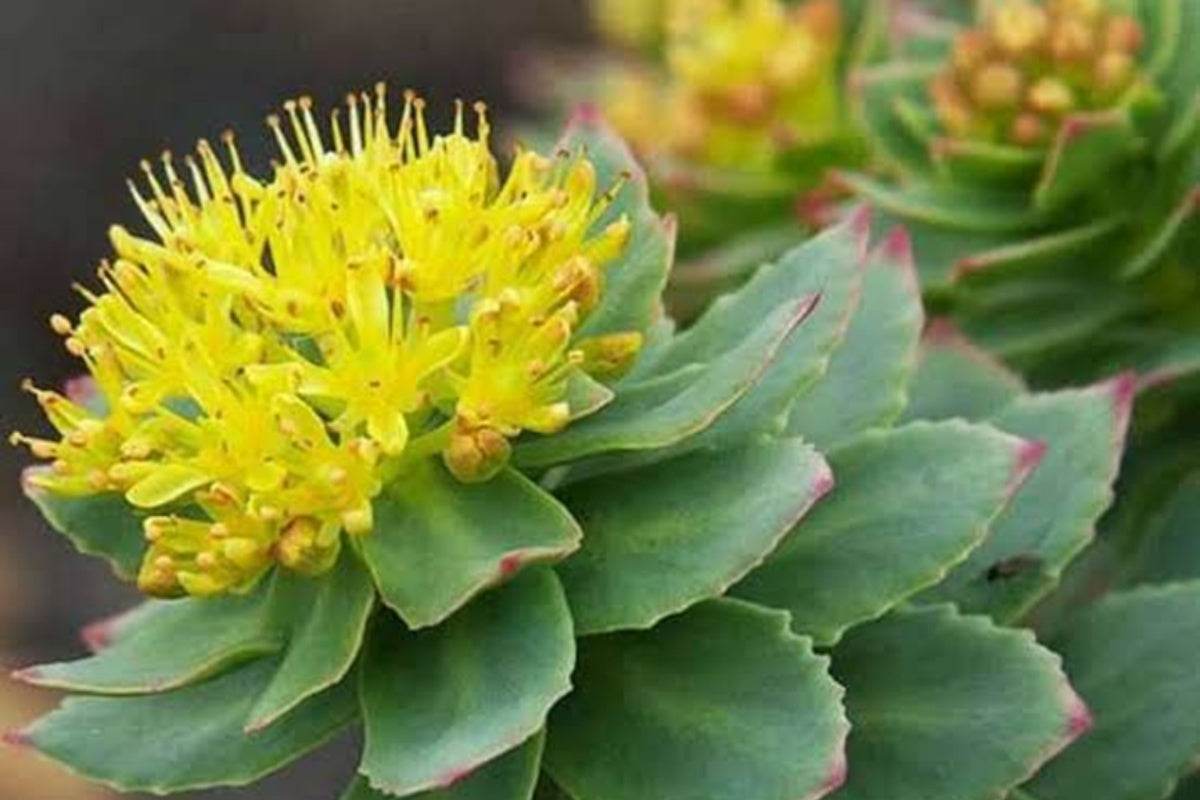 Health Benefits of Rhodiola